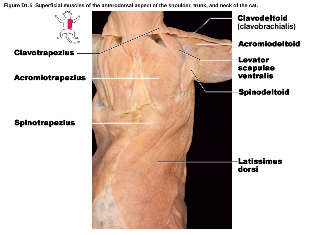 Levator Scapulae Ventralis Cat